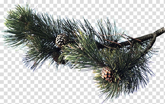 Pine Spruce Fir Conifers Conifer cone, fir branch transparent background PNG clipart