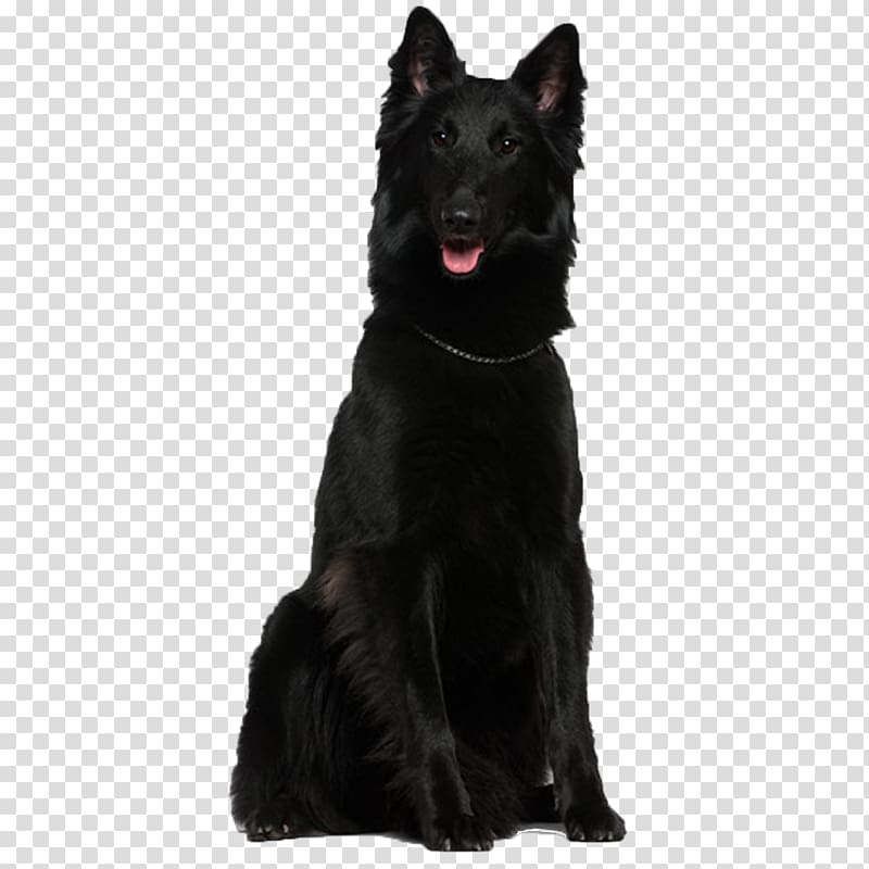 Shiloh Shepherd dog Tervuren Belgian Shepherd Groenendael German Shepherd, Purebred black tongue transparent background PNG clipart