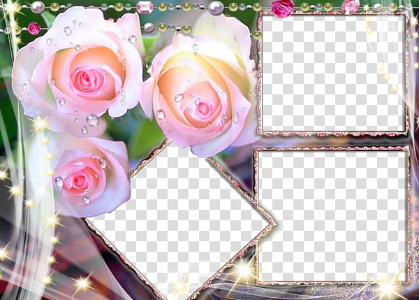 Rose Flower High-definition television 1080p , Pink rose flower border transparent background PNG clipart