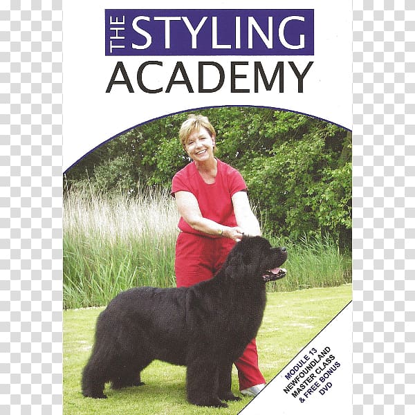 Dog breed Poodle Obedience training Sporting Group Newfoundland and Labrador, newfoundland dog transparent background PNG clipart
