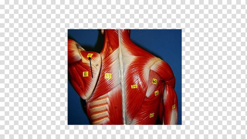 Rhomboid muscles Shoulder Rhomboid major muscle Serratus anterior muscle, infraspinatus transparent background PNG clipart