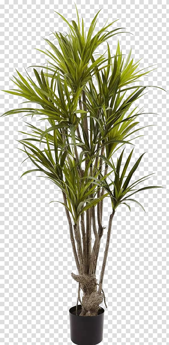 green plant potted leaves transparent background PNG clipart