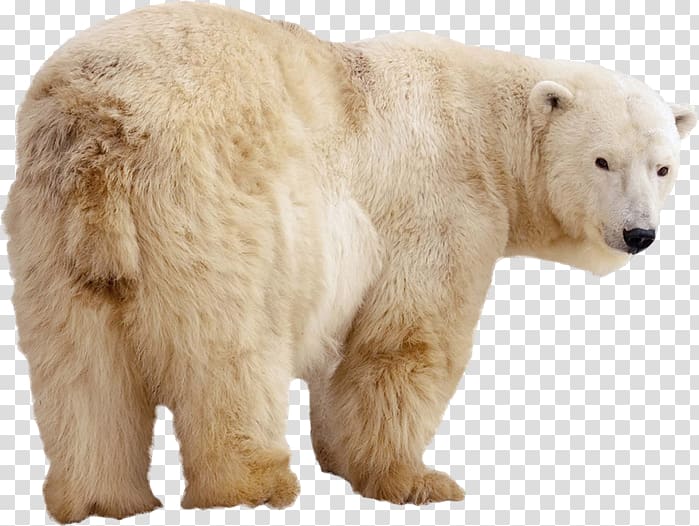 Polar bear Kodiak bear Arctic Eurasian brown bear, polar bear transparent background PNG clipart