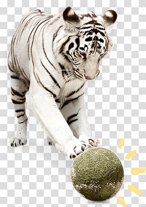 Tiger Big cat E.A.T.s, Edible Animal Treats, Inc. Terrestrial animal, tiger transparent background PNG clipart thumbnail
