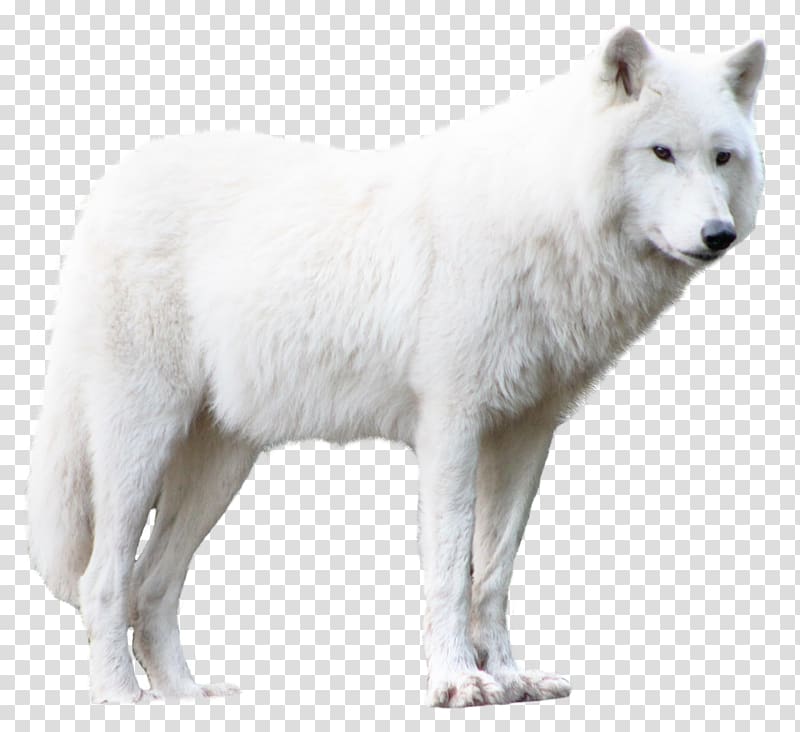 adult white Samoyed, Arctic wolf , Wolf transparent background PNG clipart