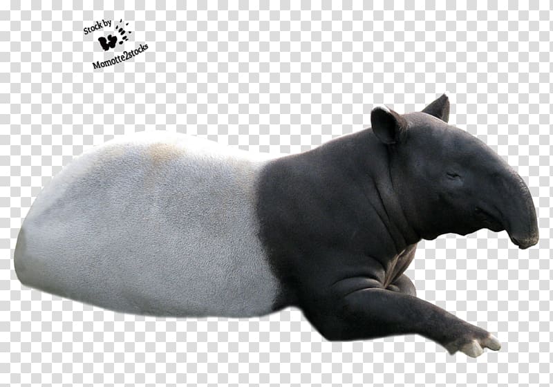 Malayan tapir South American tapir Animal Mammal, cut transparent background PNG clipart