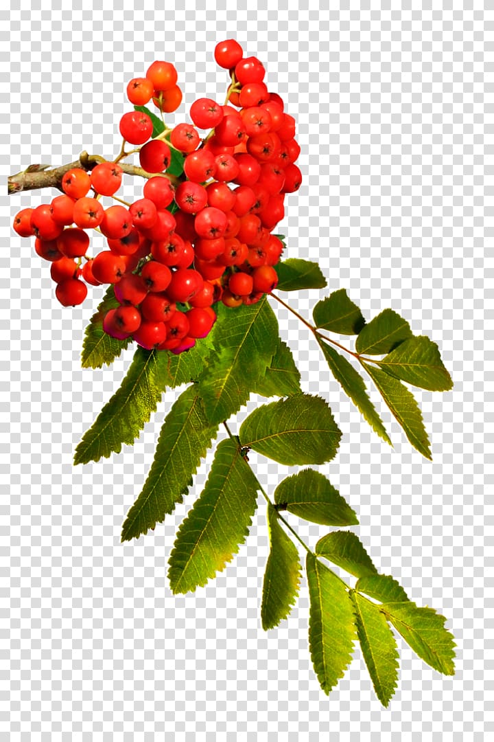 Rowan Berry Autumn, others transparent background PNG clipart
