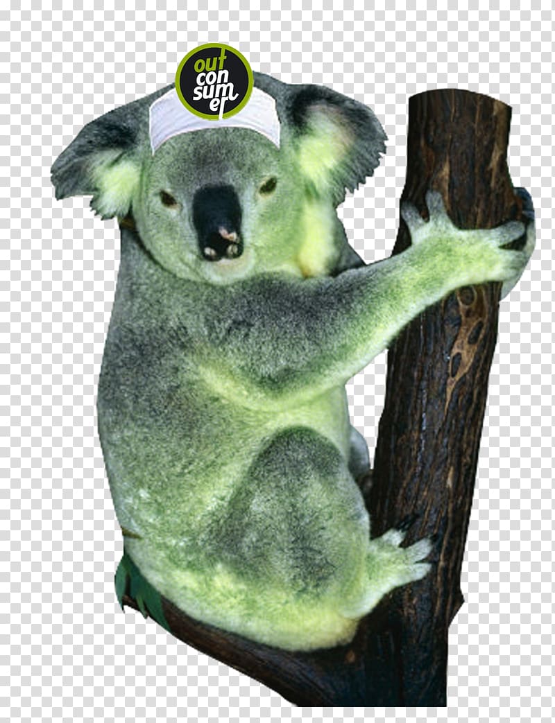 Koala Animal Battlefield 3 2D computer graphics, others transparent background PNG clipart