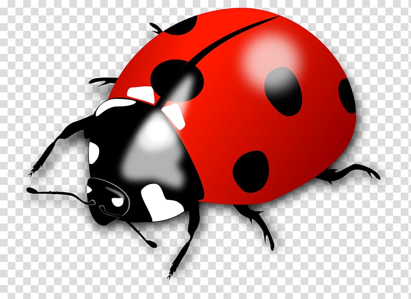 Beetle Ladybird , Ladybug transparent background PNG clipart