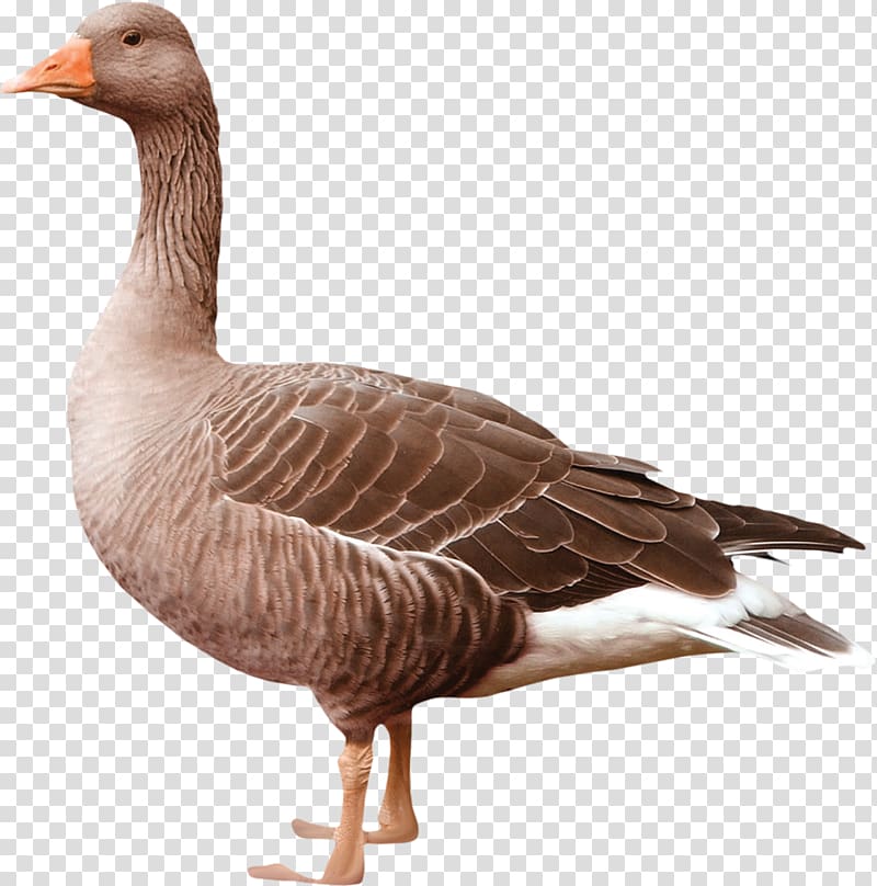 Greylag goose Duck Bird Breed, duckling transparent background PNG clipart
