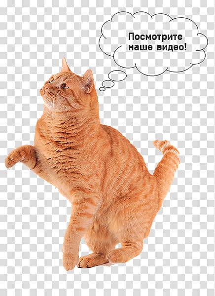 Cat play and toys Kitten Cat Food Dog Toys, Cat transparent background PNG clipart