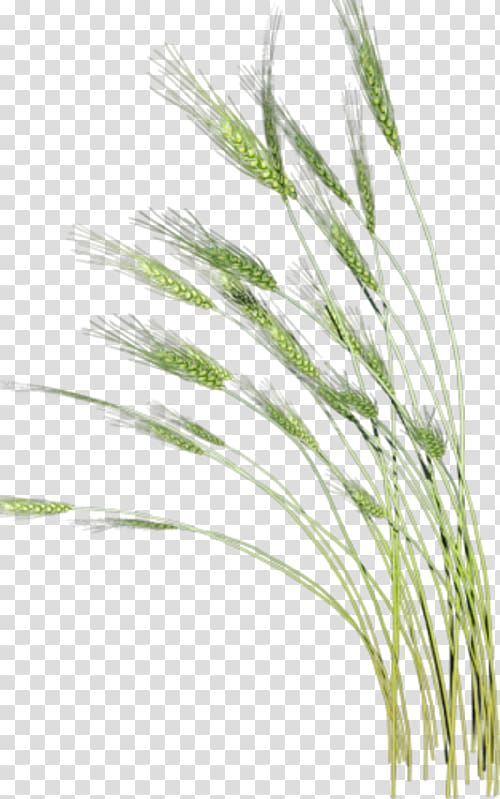 Xiaoman Wheat , Wheat plant transparent background PNG clipart