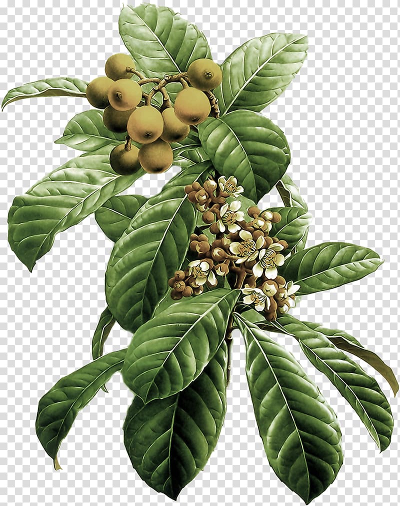 Flower Painting Art Loquat fruit, cherry tree branches transparent background PNG clipart