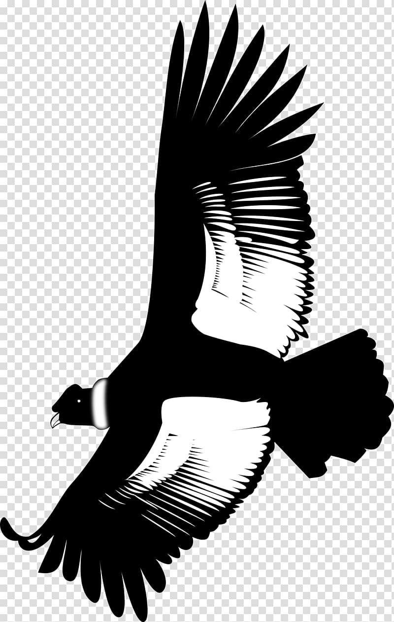 Andean condor Eagle California condor , eagle transparent background PNG clipart