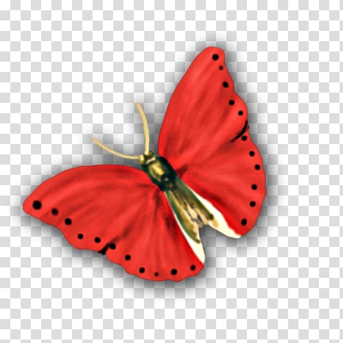 Butterfly Nymphalidae , Red butterfly transparent background PNG clipart