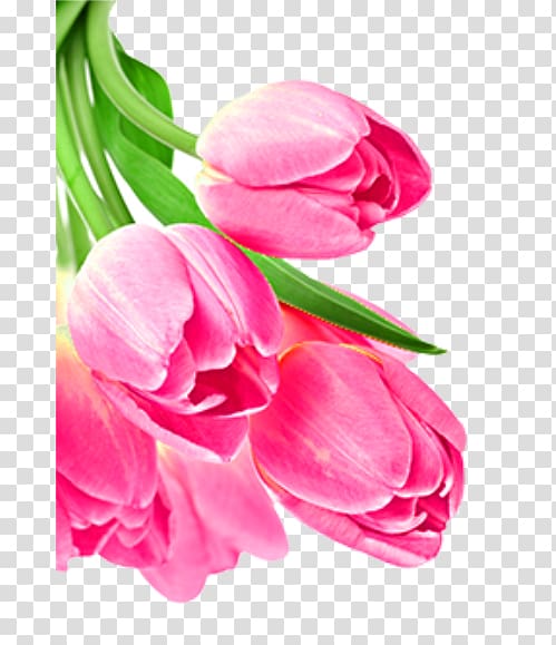 , Beautiful beautiful pink tulips transparent background PNG clipart