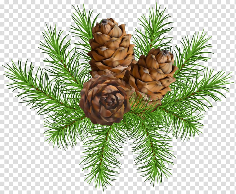 Pine Conifer cone , Pine Branch with Cones transparent background PNG clipart