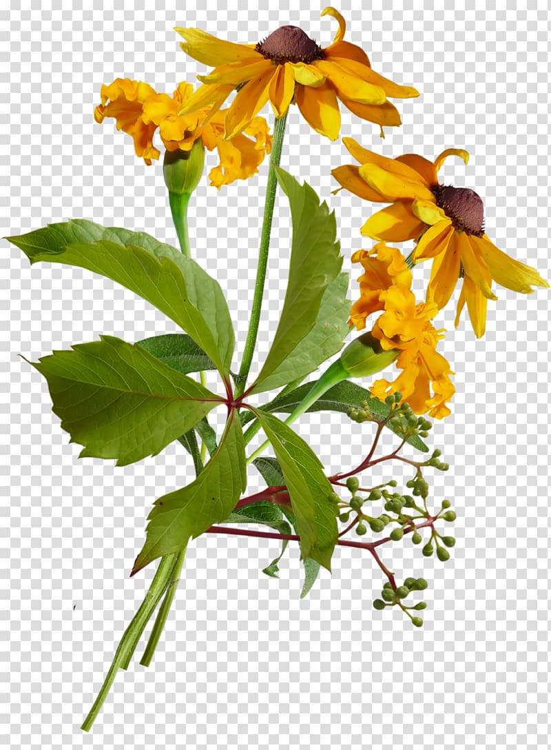 yellow sunflowers, Plant stem Flowering plant Herbaceous plant Wildflower, plant transparent background PNG clipart