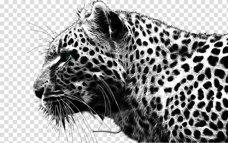 Leopard Cheetah Black panther Lion , Cheetah transparent background PNG clipart