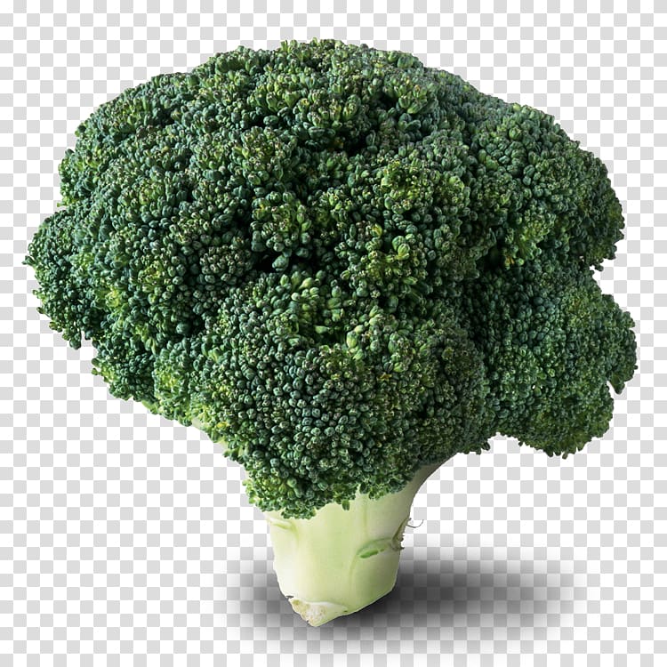 ABC Lavpris Broccoli Cruciferous vegetables Food, broccoli transparent background PNG clipart