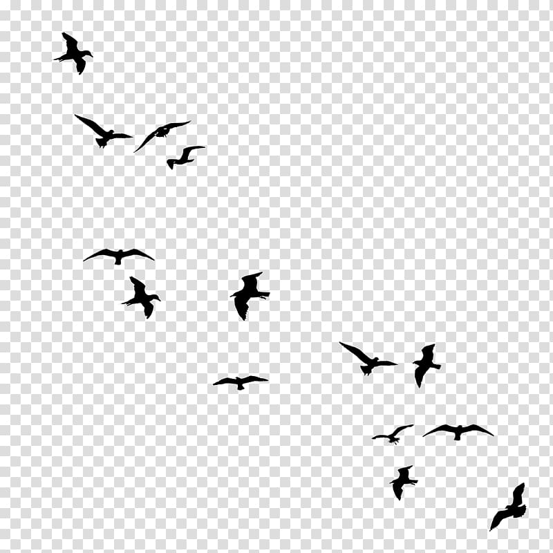 silhouette of birds, Drawing birds Flock , Bird transparent background PNG clipart