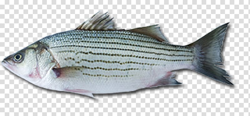 Sardine European bass Fish Striped bass, fish transparent background PNG clipart