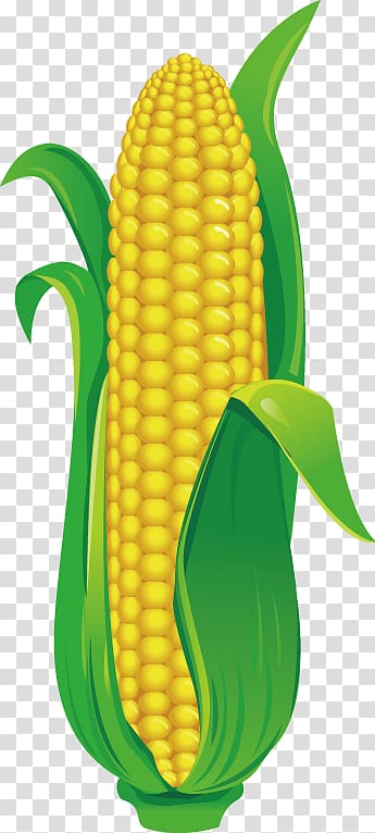Maize Drawing Illustration, corn transparent background PNG clipart