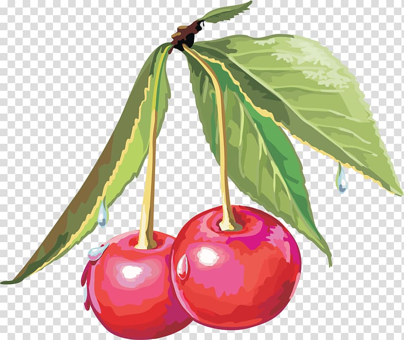 Cerasus Drawing Sweet Cherry , cherry transparent background PNG clipart