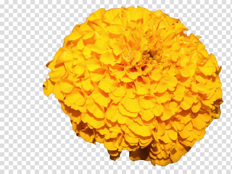 Mexican marigold Flower Yellow, Yellow marigold transparent background PNG clipart