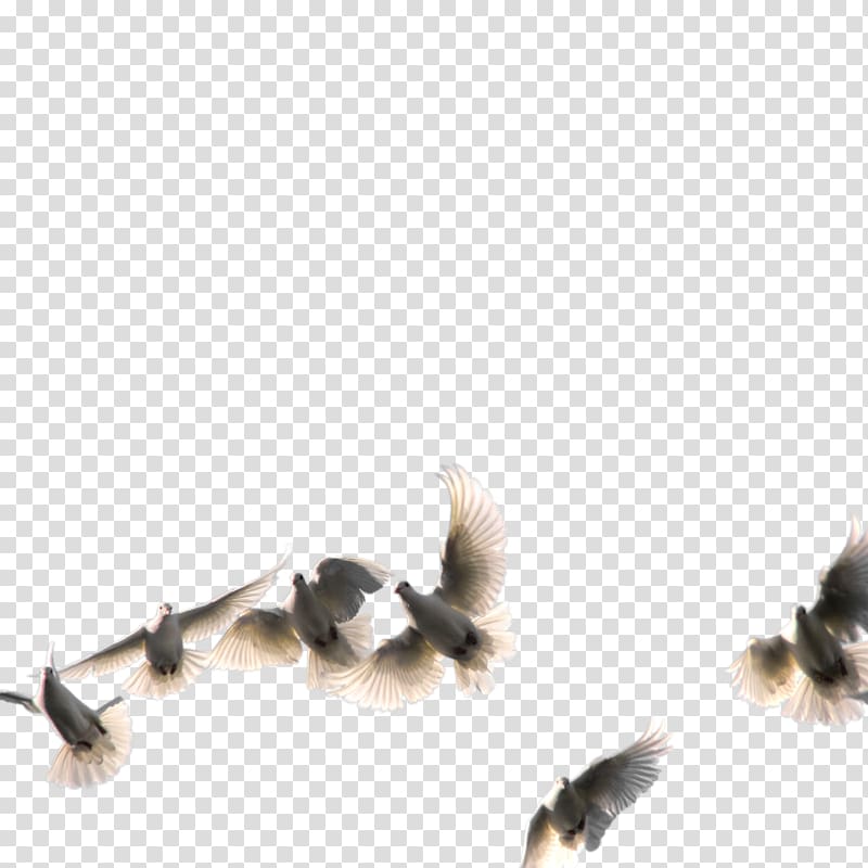 Squab , Disney Bird transparent background PNG clipart