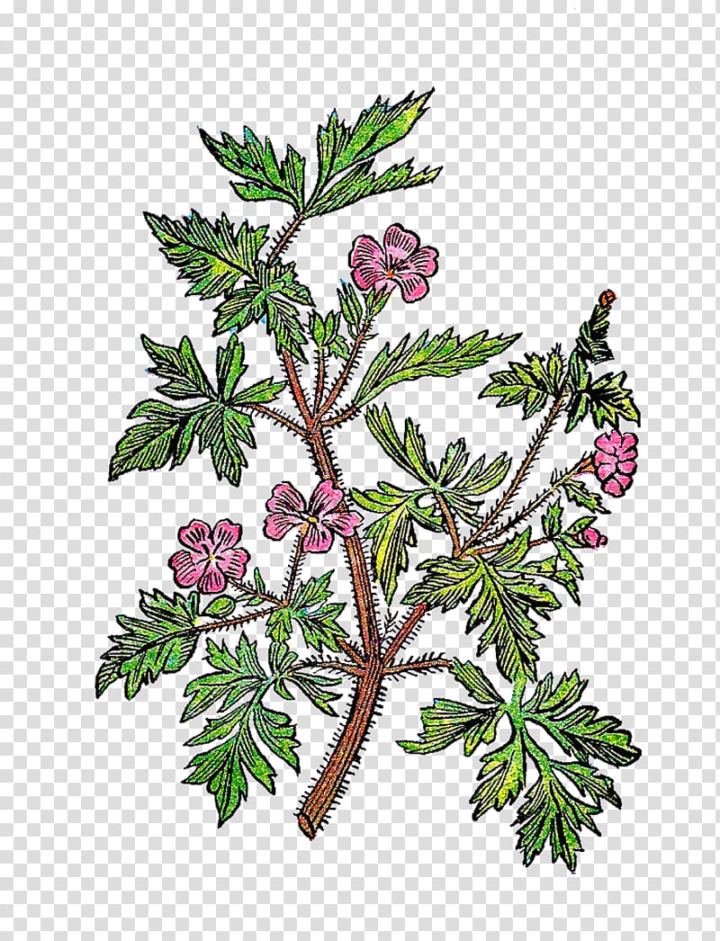 Twig Plant stem Leaf Tree Botanical illustration, vintage background transparent background PNG clipart