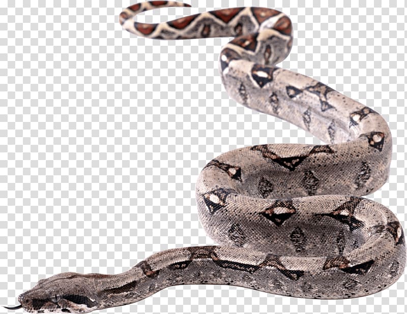 gray snake, Snake transparent background PNG clipart