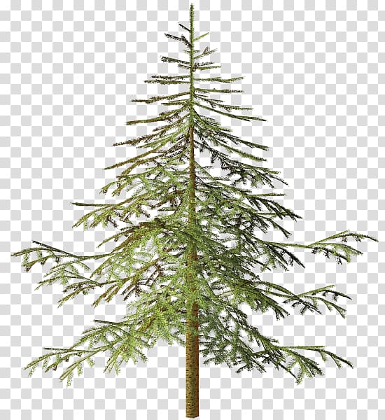 Spruce Tree Conifers , tree transparent background PNG clipart