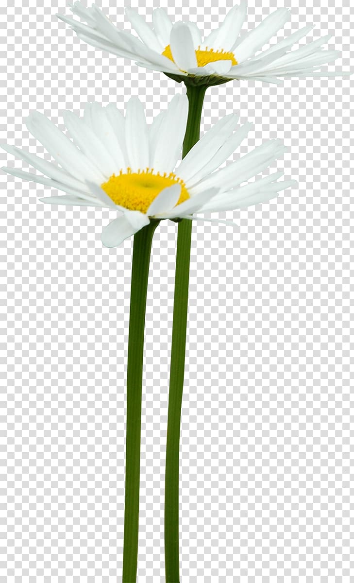 German chamomile Flower , chamomile transparent background PNG clipart