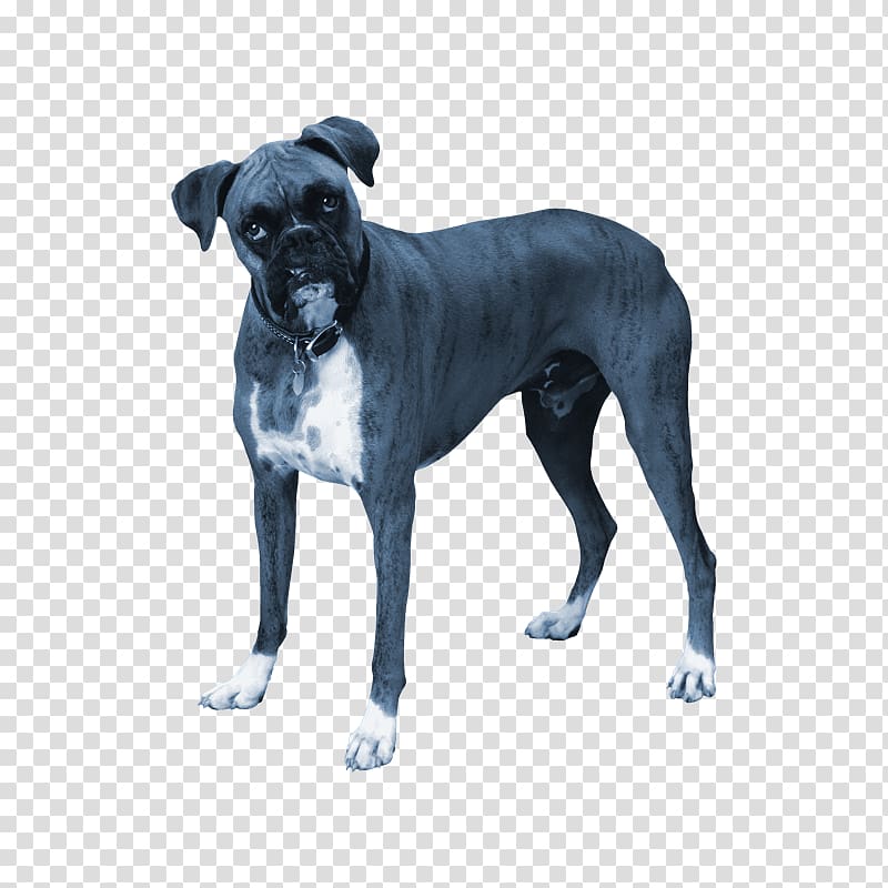 Dog breed Cane Corso Bulldog Rare breed (dog) Great Dane, others transparent background PNG clipart