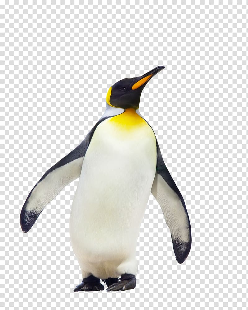 king penguin, CfE Higher Geography Course Notes King penguin Fauna, Penguin Free transparent background PNG clipart
