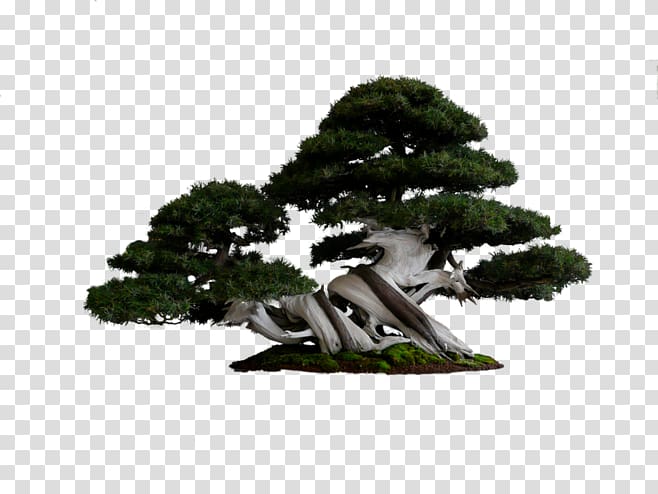 National Bonsai Foundation Tree Pine, Welcome Song,tree transparent background PNG clipart