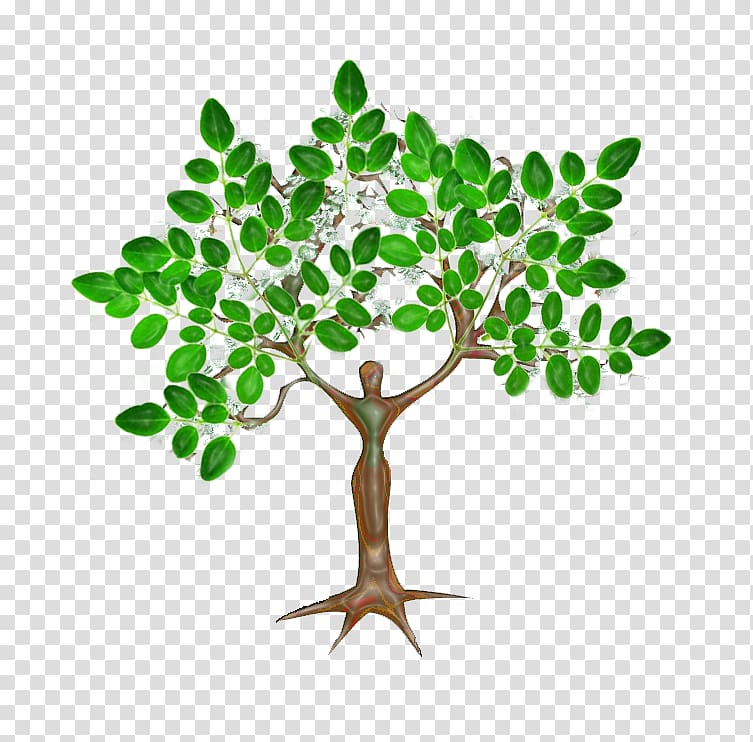 Drumstick tree Nutrient Plant Cutting, seeds transparent background PNG clipart