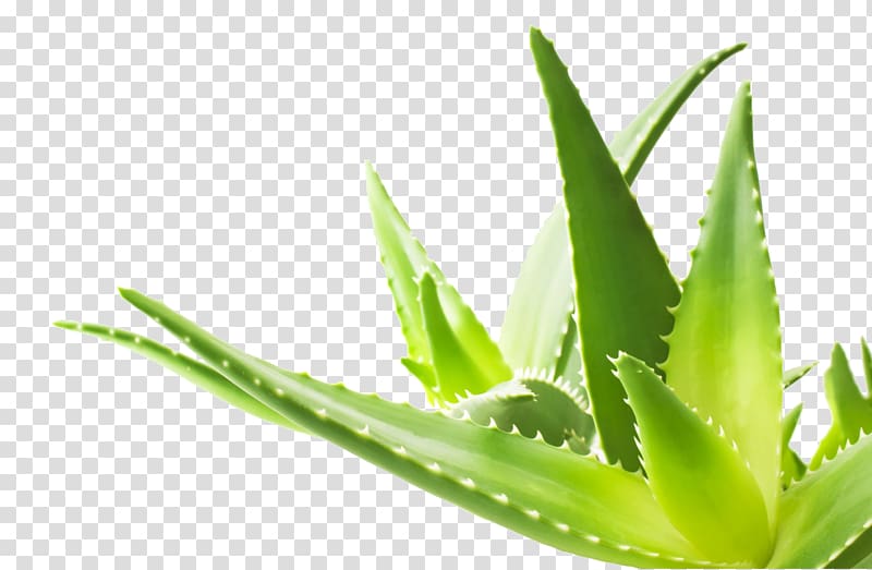 Aloe vera Herbalism Skin Gel Acne, Aloe transparent background PNG clipart