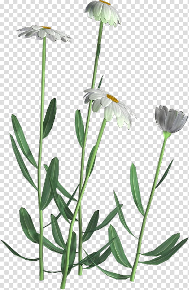 Flower Leaf Herbaceous plant Tree Chrysanthemum ×grandiflorum, flower transparent background PNG clipart
