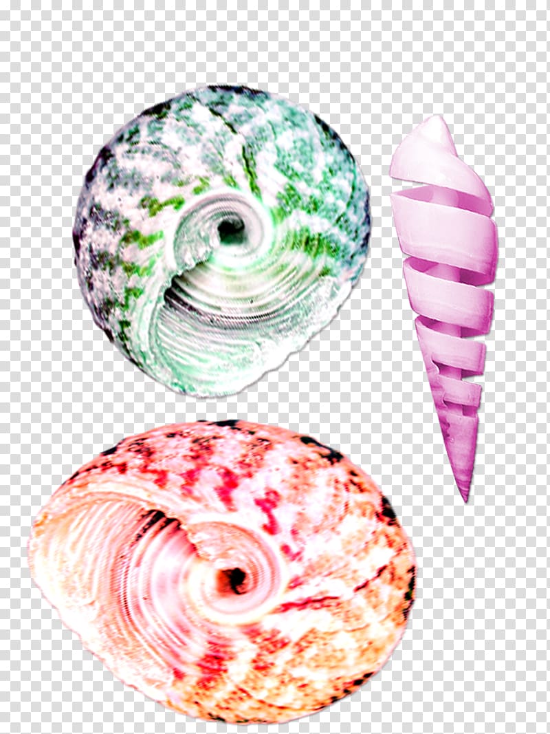 Seashell Color Conch, Small beautiful colorful conch transparent background PNG clipart