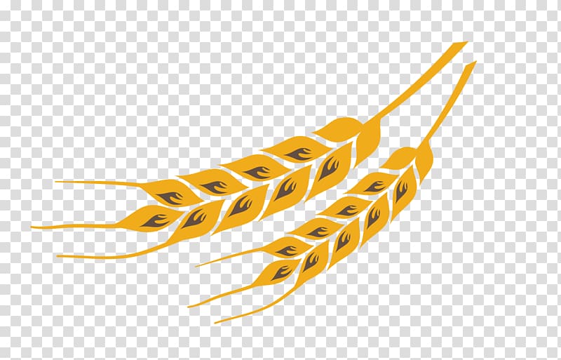 Yellow Wheat, Wheat color design material transparent background PNG clipart