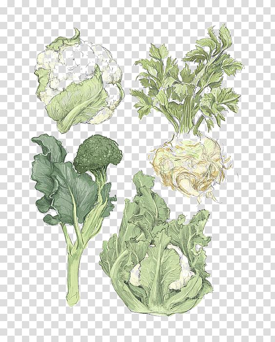 Spring greens Vegetable Printmaking Cauliflower Illustration, Hand-painted vegetable transparent background PNG clipart