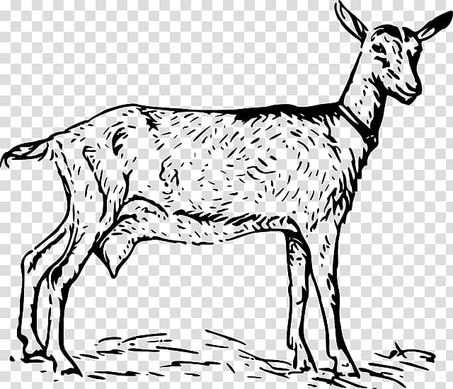 Anglo-Nubian goat Black Bengal goat Boer goat , goat transparent background PNG clipart