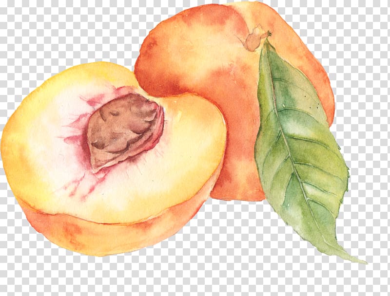 Watercolor painting Peach Drawing, peach transparent background PNG clipart