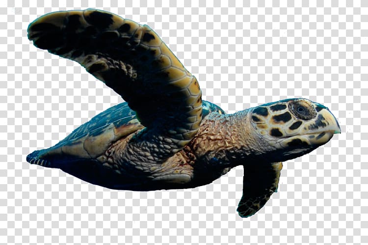 Loggerhead sea turtle Reptile Tortoise, giant leather sea turtle transparent background PNG clipart