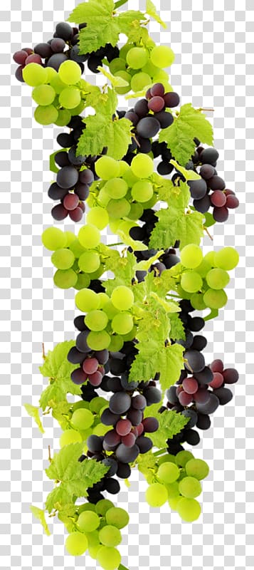 Grape Wine Food Juice Fruit, grape transparent background PNG clipart