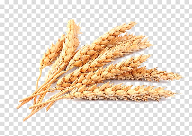 Cereal Common wheat Ear, ear transparent background PNG clipart | HiClipart