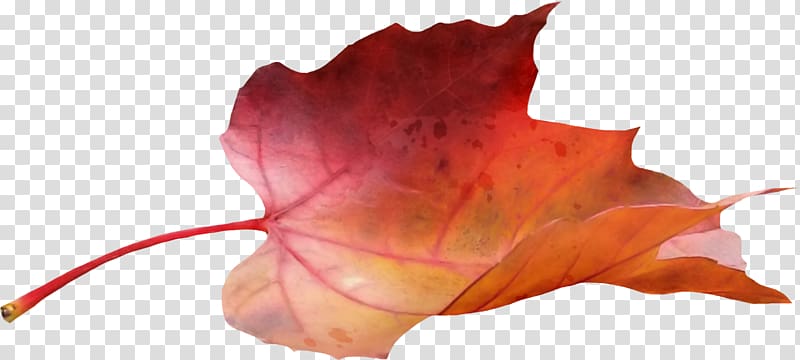Japanese maple Maple leaf, autumn leaves transparent background PNG clipart