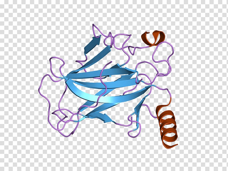 p53 Protein Multicellular organism Tumor suppressor gene, others transparent background PNG clipart
